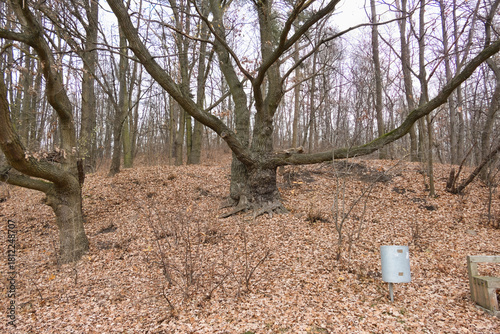 Cybina Valley, a protected area with lush vegetation and hills, the view in autumn is covered with fallen leaves
