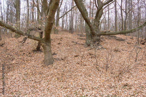 Cybina Valley, a protected area with lush vegetation and hills, the view in autumn is covered with fallen leaves