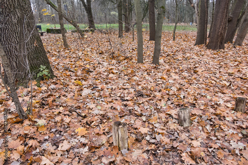 Cybina Valley, a protected area with lush vegetation and hills, the view in autumn is covered with fallen leaves