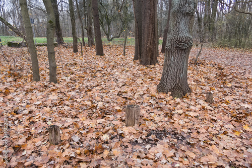 Cybina Valley, a protected area with lush vegetation and hills, the view in autumn is covered with fallen leaves