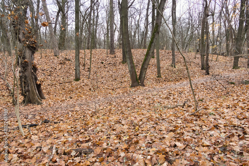 Cybina Valley, a protected area with lush vegetation and hills, the view in autumn is covered with fallen leaves