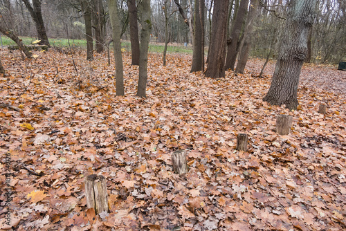Cybina Valley, a protected area with lush vegetation and hills, the view in autumn is covered with fallen leaves