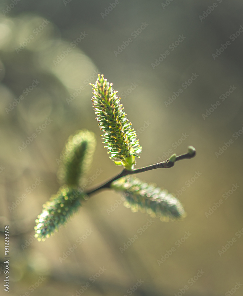 Fototapeta premium Wild flowers