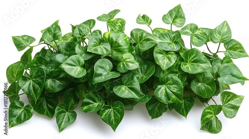 Green Ivy Leaves Border on White Background for Decorative and Design Purposes