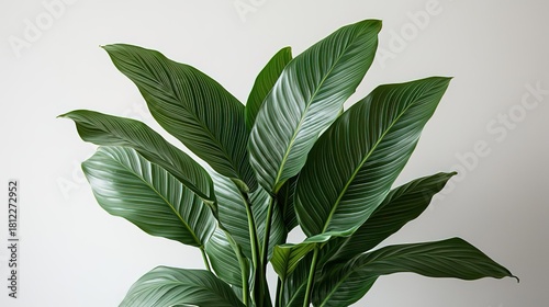 Close - up of Lush Green Tropical Plant Leaves against a Neutral Background