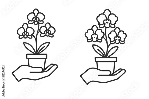 Hand gently holding a beautiful blooming orchid plant in a small ceramic pot