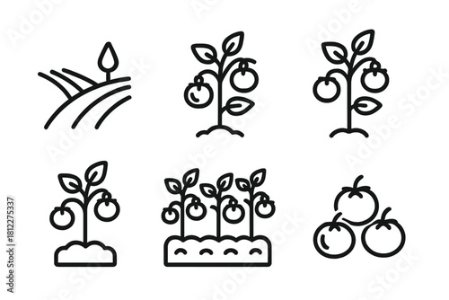 Agriculture and gardening processes including tomato cultivation and harvest