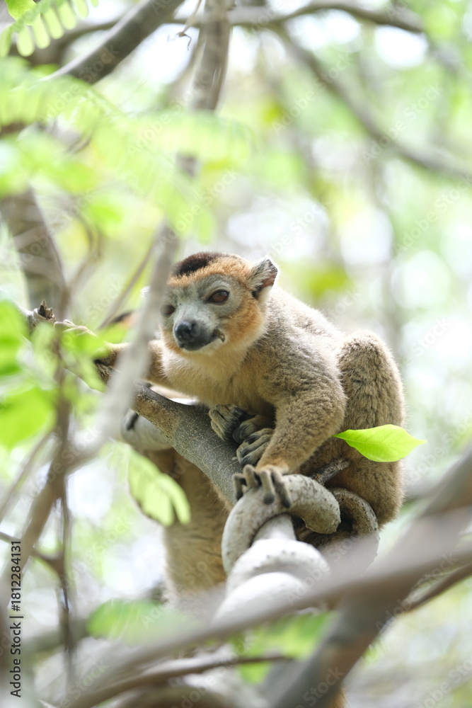 Obraz premium lemur portrait with expressive eyes, endemic lemur species in rainforest, madagascar