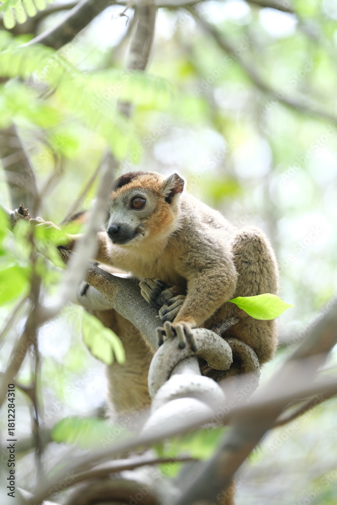 Obraz premium lemur portrait with expressive eyes, endemic lemur species in rainforest, madagascar