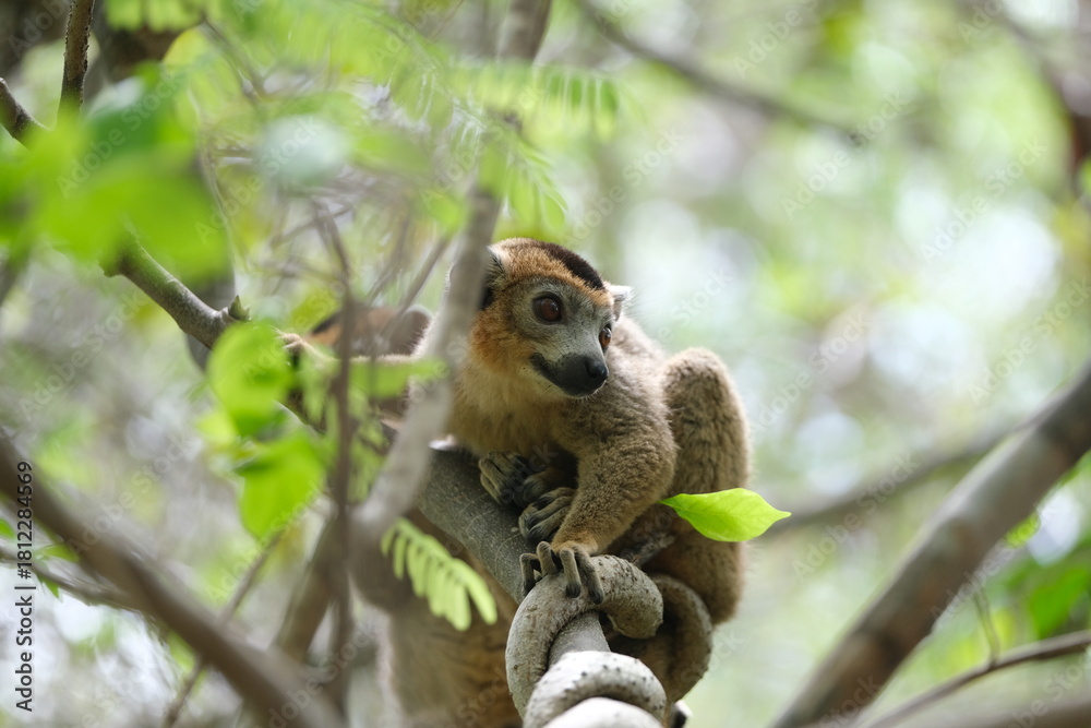 Obraz premium lemur portrait with expressive eyes, endemic lemur species in rainforest, madagascar