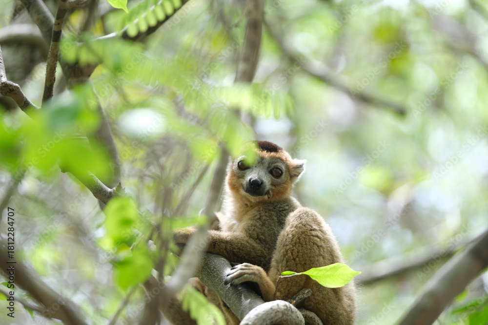 Obraz premium lemur portrait with expressive eyes, endemic lemur species in rainforest, madagascar
