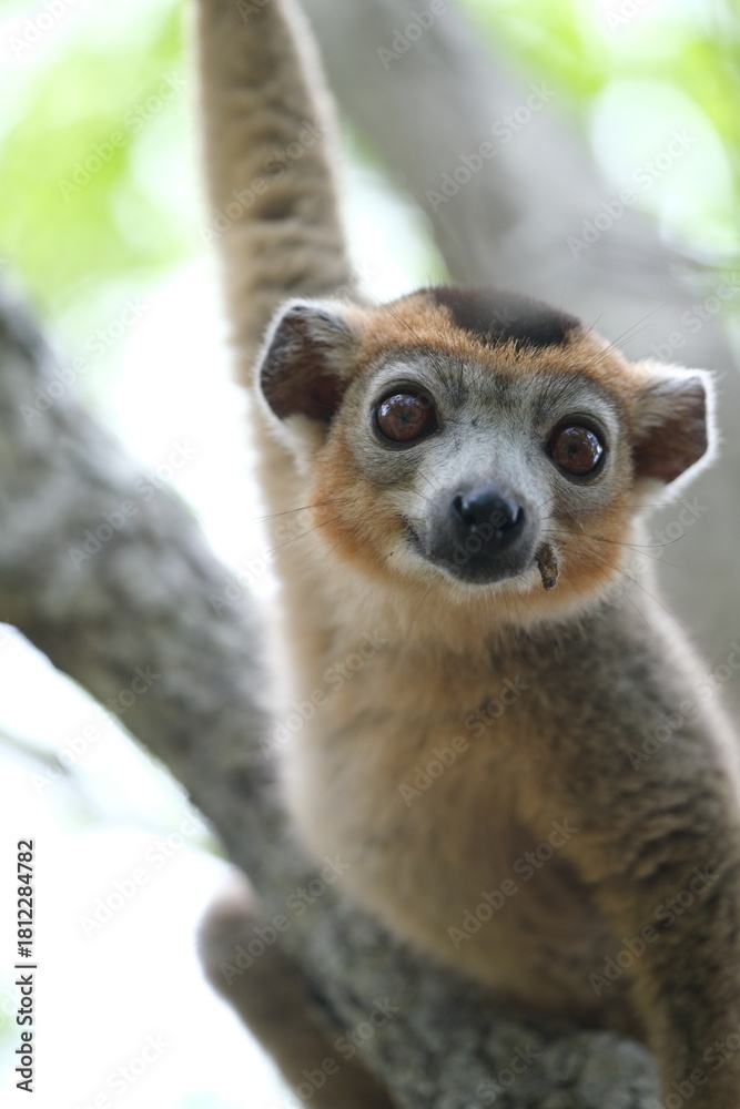 Obraz premium lemur portrait with expressive eyes, endemic lemur species in rainforest, madagascar