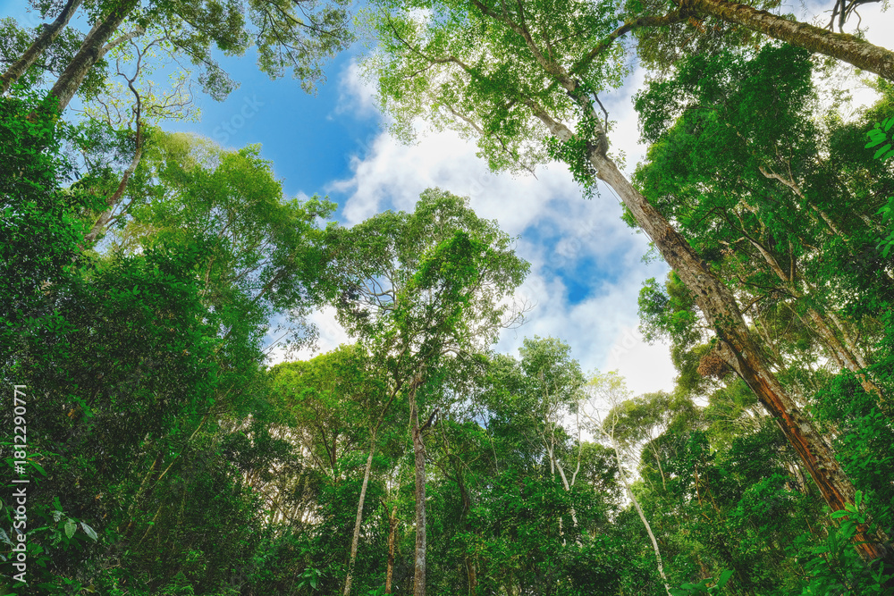 Fototapeta premium Northern Thai forests in Chiang Mai during winter. Tall trees under bright sunlight and clear skies. Loving nature, with lush forests sprouting new leaves for the new season.