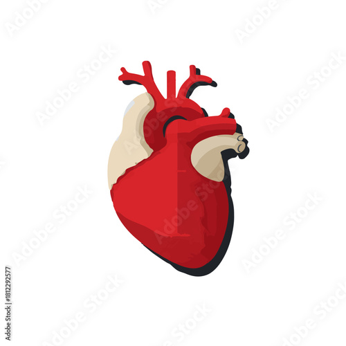 Realistic 3d rendering of a human heart with arteries and veins isolated on white background