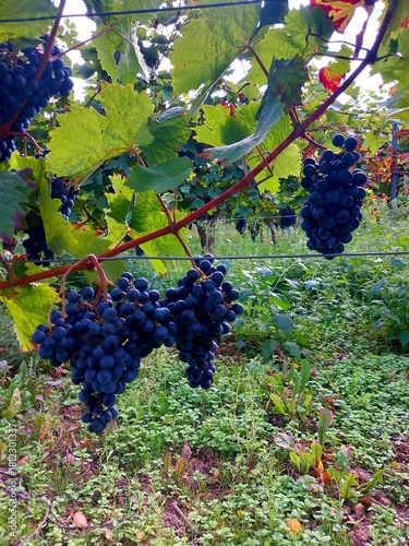 Blaue reife Trauben zur Ernte
