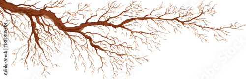 A bare tree branch isolated on in horizontal position