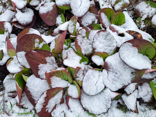 A close-up of bergenia leaves partially covered in fresh white snow in a winter garden. The red and green foliage creates a natural contrast with the soft snow
