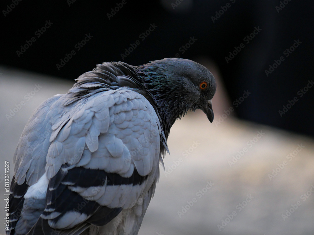 Fototapeta premium Italie - San Gimignano - Toscane