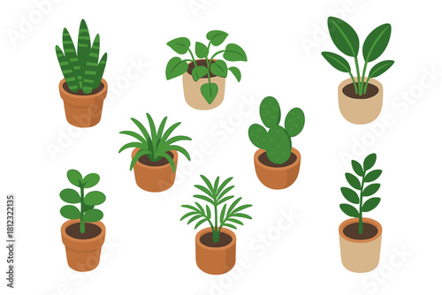 Various popular indoor houseplants in terracotta and ceramic pots isolated on white
