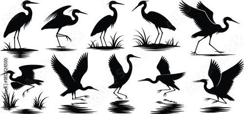 PrintA vector set of heron bird silhouettes, including flying, wading, and standing poses with marsh grass and water reflections, representing wetland nature and wildlife.