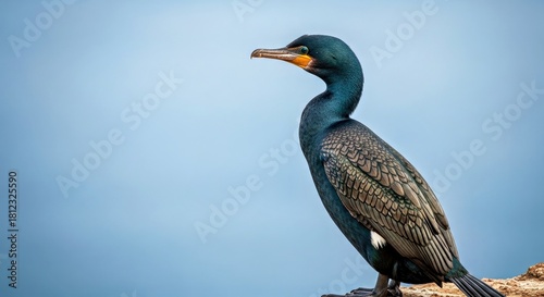 Socotra Cormorant Perched on Cliff Edge Feathers Detailed Eyes Alert Coastal Bird