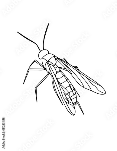 mosquito isolated on white background