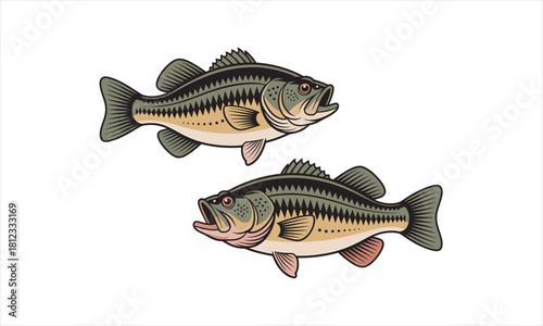Two largemouth bass swimming side by side show their vibrant scales on a transparent background