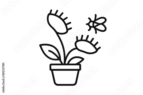 Potted Venus flytrap carnivorous plant with a fly hovering above its open traps