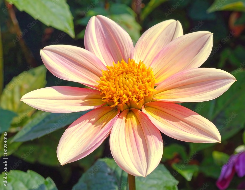 Fototapeta premium Delicate dahlia with soft pink petals and bright yellow center close-up shot