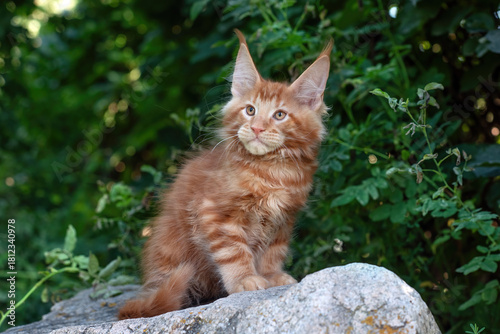 A big red maine coon kitten sitting on a tree in a forest in summer.