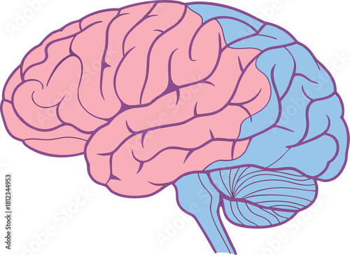 Isolated human brain with anatomical details, vector illustration for medical science study, ideal for educational and research tools.