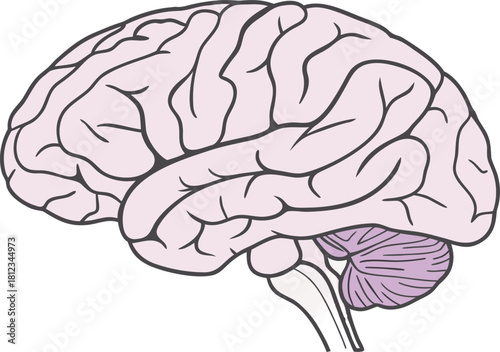 Human brain model, detailed anatomical structure for medical science study, isolated vector rendering for educational research purposes.