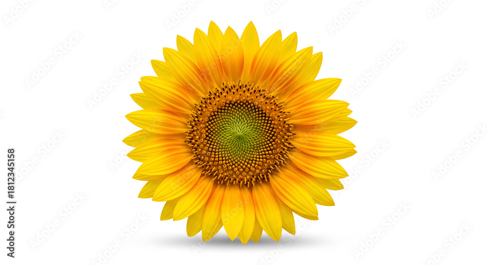 Fototapeta premium Front View of a Bright Yellow Sunflower Isolated on a White Background