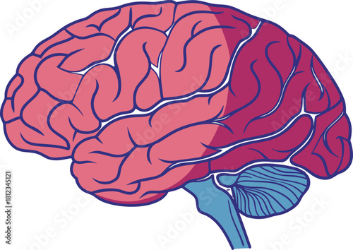Isolated human brain model, detailed anatomy, vector rendering for medical science research, ideal for educational and study tools.