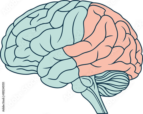 Detailed isolated human brain, anatomical structure for medical science study, vector illustration for use in research and education.