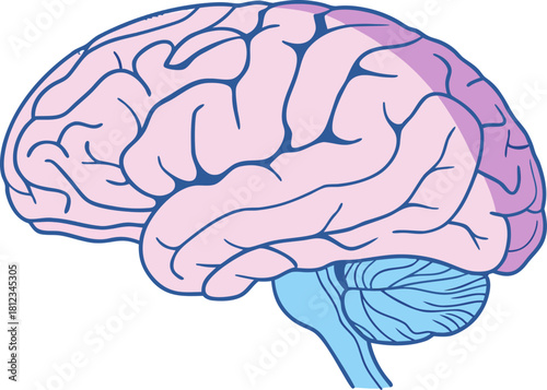 Isolated human brain model, detailed anatomical structure for medical science study, vector design for educational and research applications.