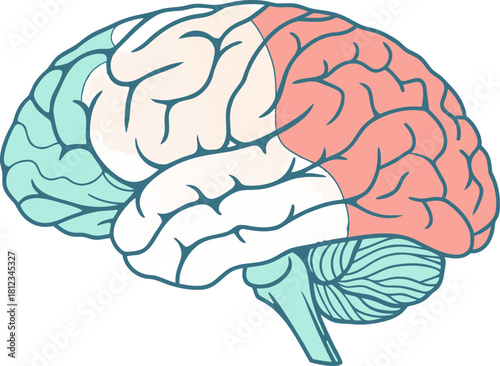 Isolated human brain model, anatomical structure for medical research, highly detailed vector illustration for science study and education.