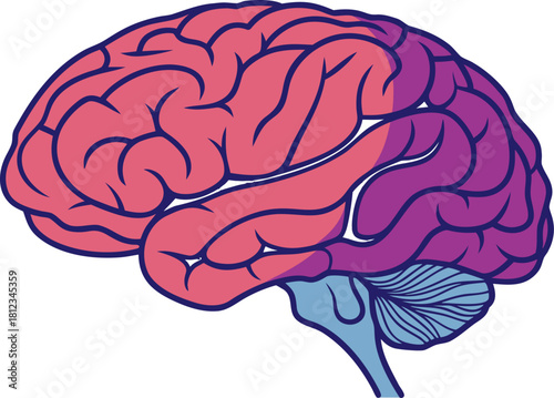 Isolated human brain, detailed anatomical model for medical science study, vector illustration for research and educational purposes.