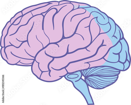 Isolated human brain model with detailed anatomy, vector illustration for medical science study, ideal for educational and research use.