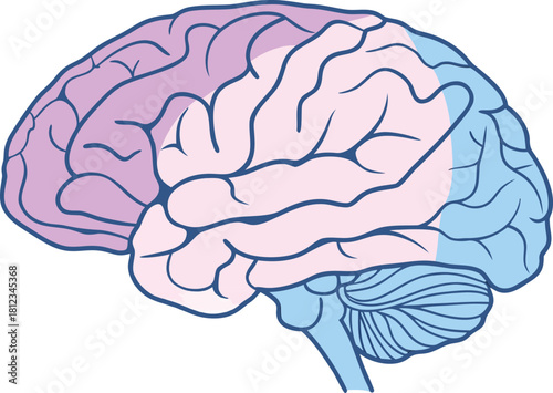 Detailed isolated human brain model, anatomical structure for medical science study, vector illustration for research and educational purposes.