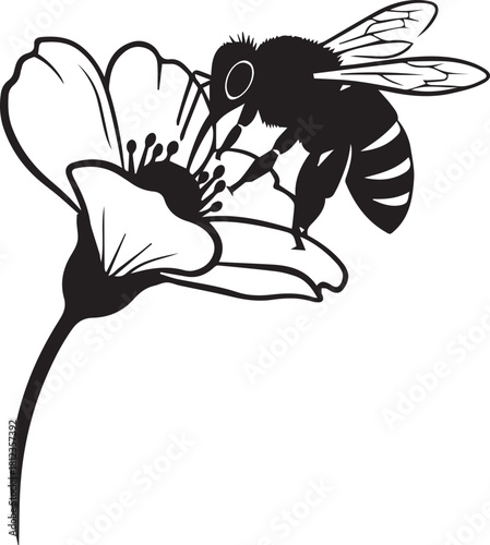 Black and white bee pollinating a delicate flower collecting nectar on a clear