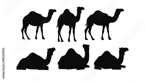 camels vector illustration