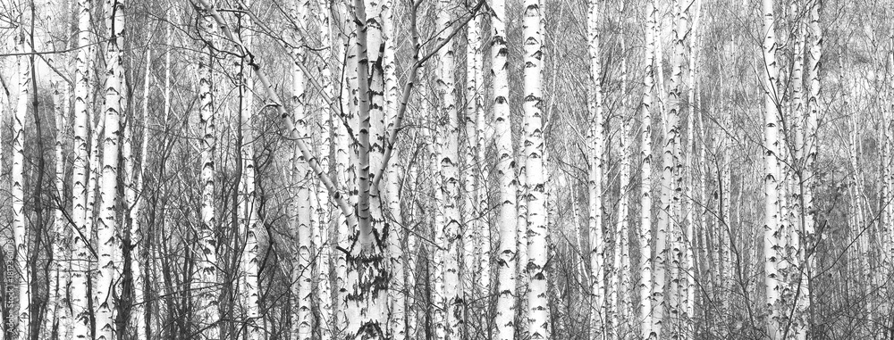 Fototapeta premium black-and-white photo with white birches