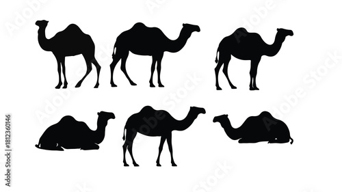 camels vector illustration