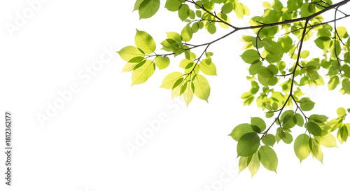 Green leaves on tree branch isolated on transparent background