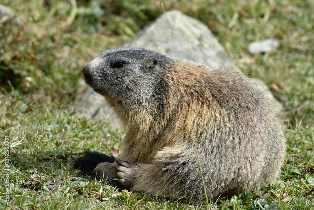 Naklejka premium Alpine Marmot