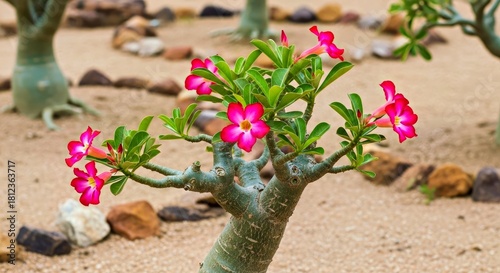 Desert Rose Plant with Twisted Trunk and Vivid Magenta Blossoms Succulent Art