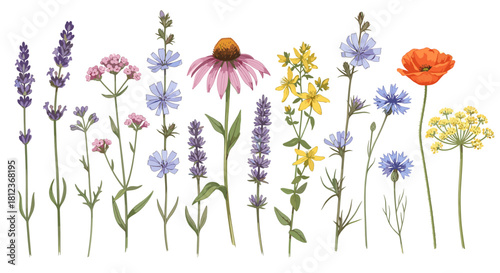 Watercolor painting of wildflower meadow isolated on, showcasing a variety of colorful blooms and delicate foliage in a natural setting