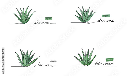 Aloe vera plant  set for natural skincare and botanical design
