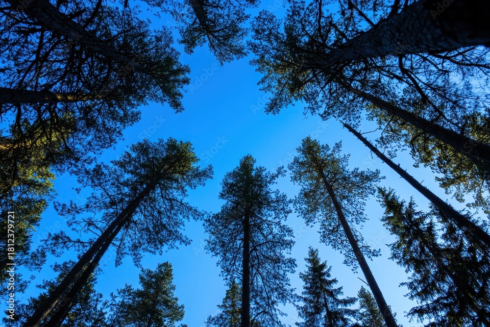 Obraz premium forest and sky